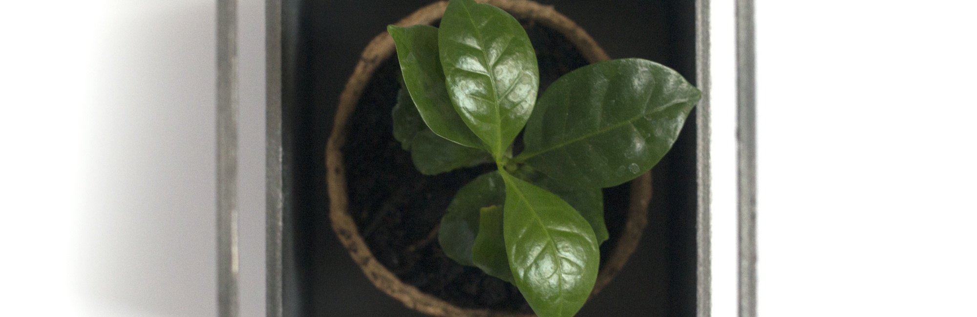 Wachsende Jungpflanze von oben fotografiert